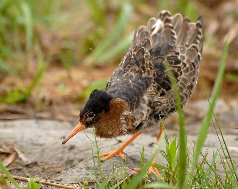 Biebrzański Park Narodowy – idealny czas na odwiedziny i odkrycia