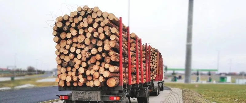 Jak skutecznie przewieźć drzewo i zadbać o jego zdrowie podczas transportu