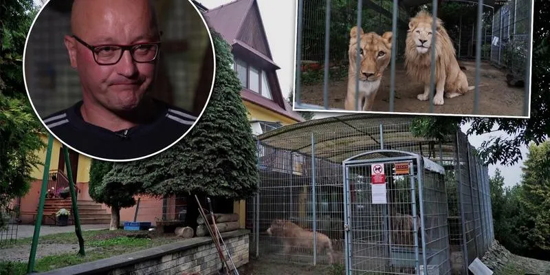 Bezpieczeństwo przy spotkaniach z lwami