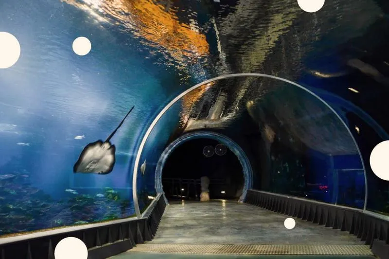 Kultura i historia Wrocławia