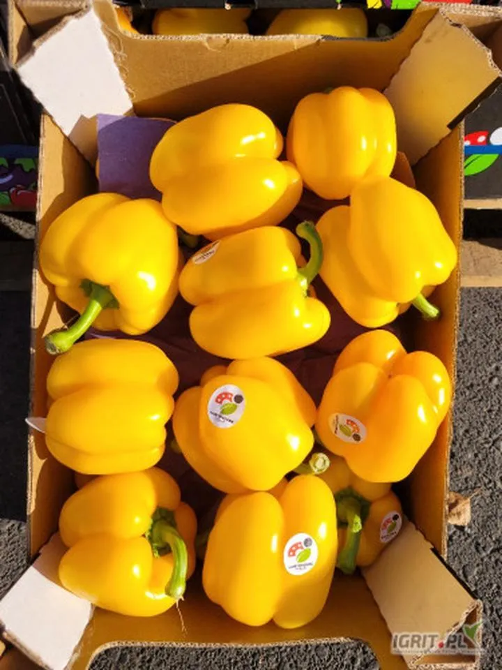 Linie lotnicze z Katowic do Hiszpanii