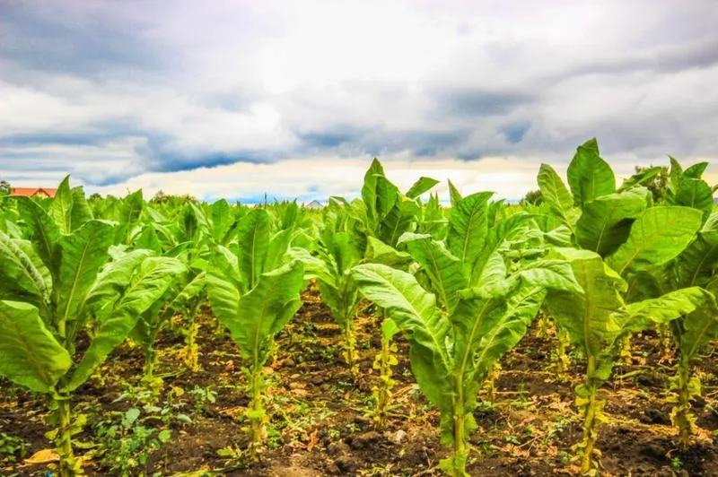 Przepisy celne tytoń Polska Niemcy